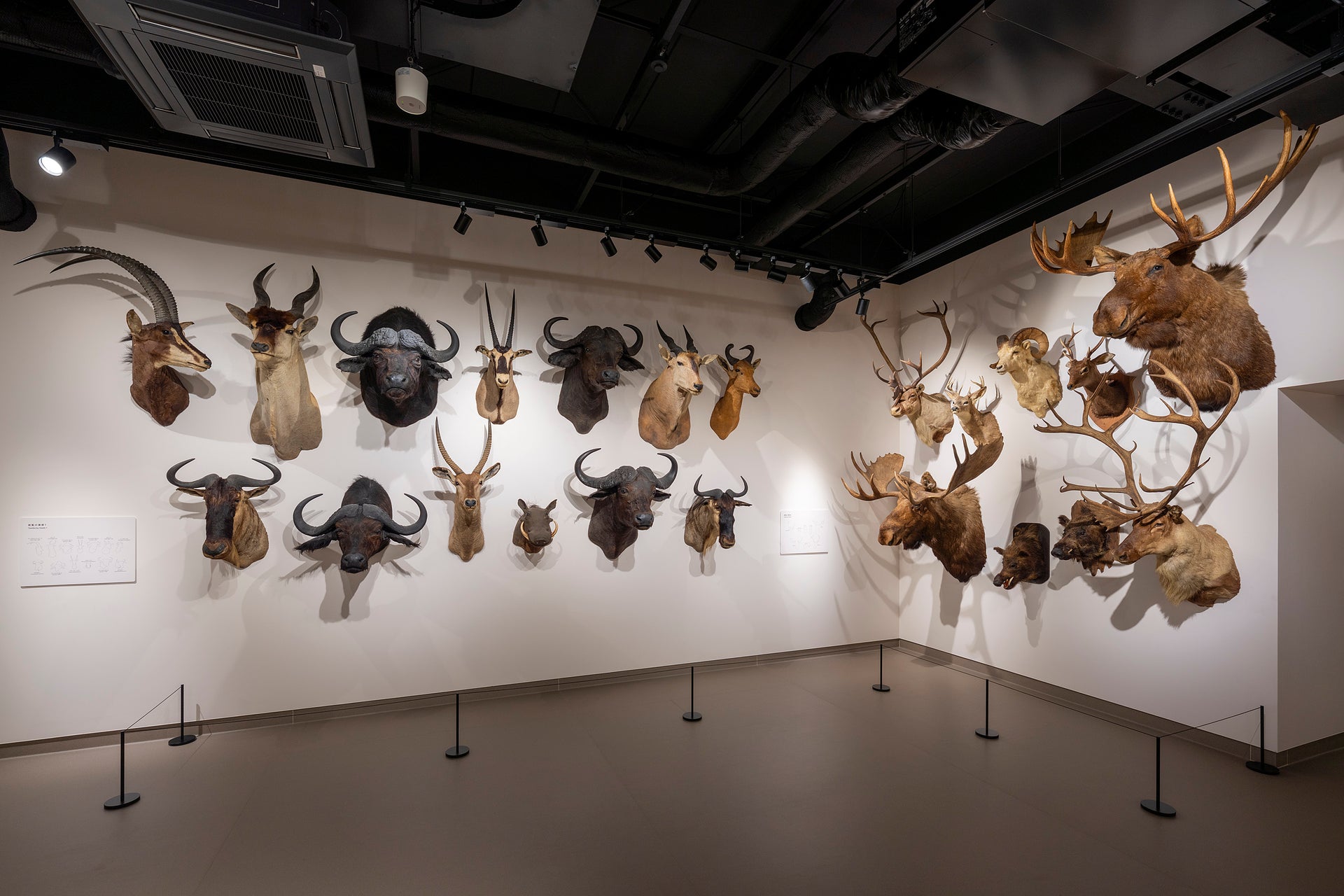 大阪芸術大学動物ジオラマ館　芸大Zoo4